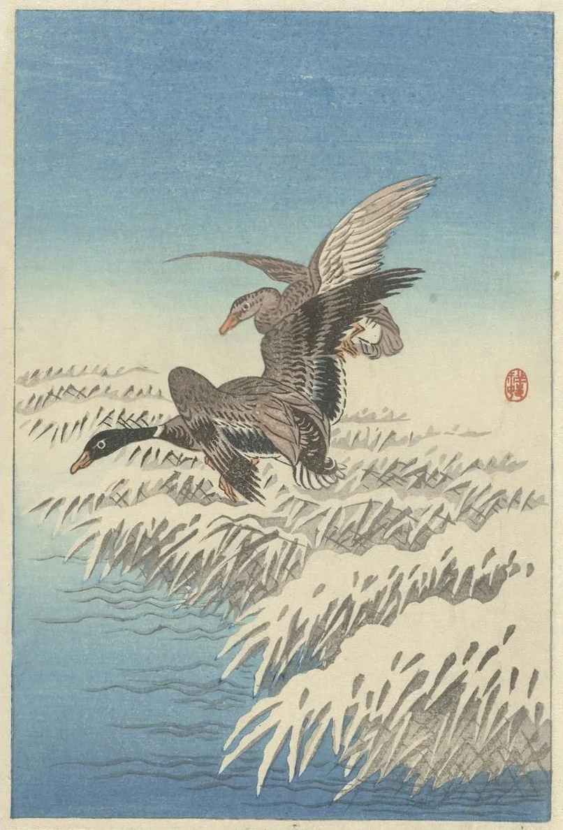 Flock of Ducks Flying Above Snowy Reed Collar