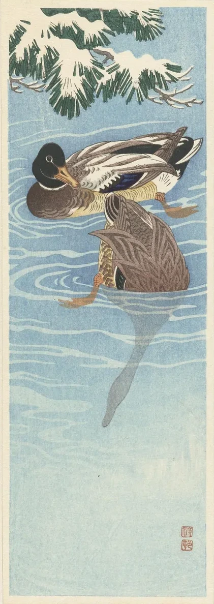Flock of Wild Ducks in the Water
