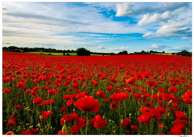 Flower Field
