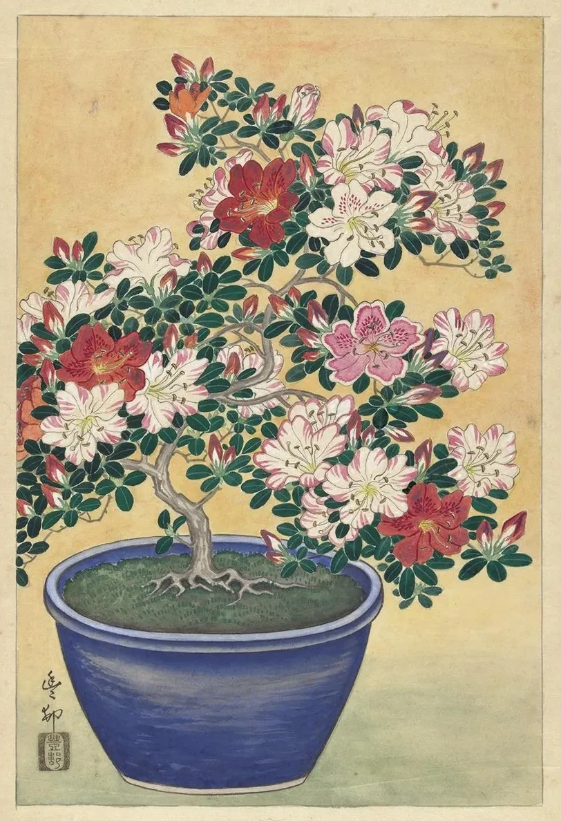 Flowering Azalea In Blue Pot