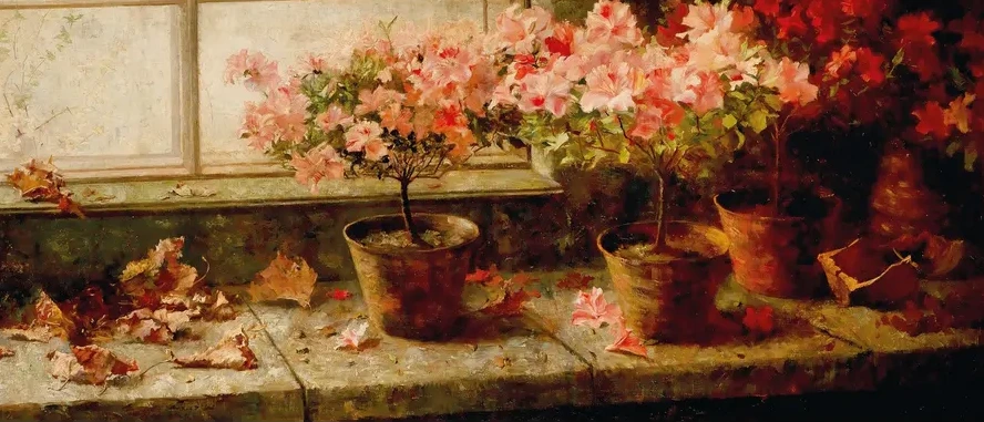 Flowering Azaleas