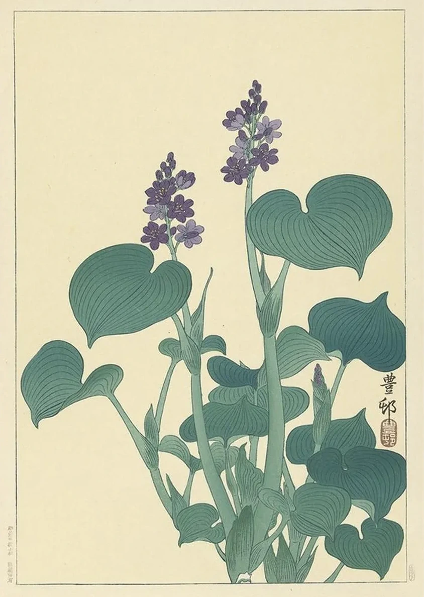 Flowering Hosta