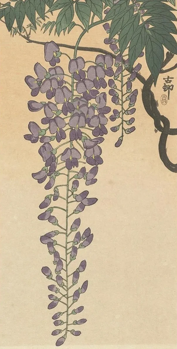 Flowering Wisteria