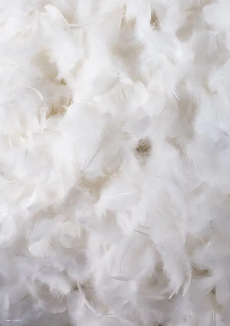 Fluffy Feather 2