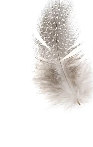 Fluffy Feather