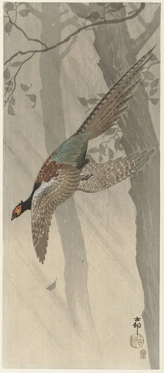 Flying Pheasant