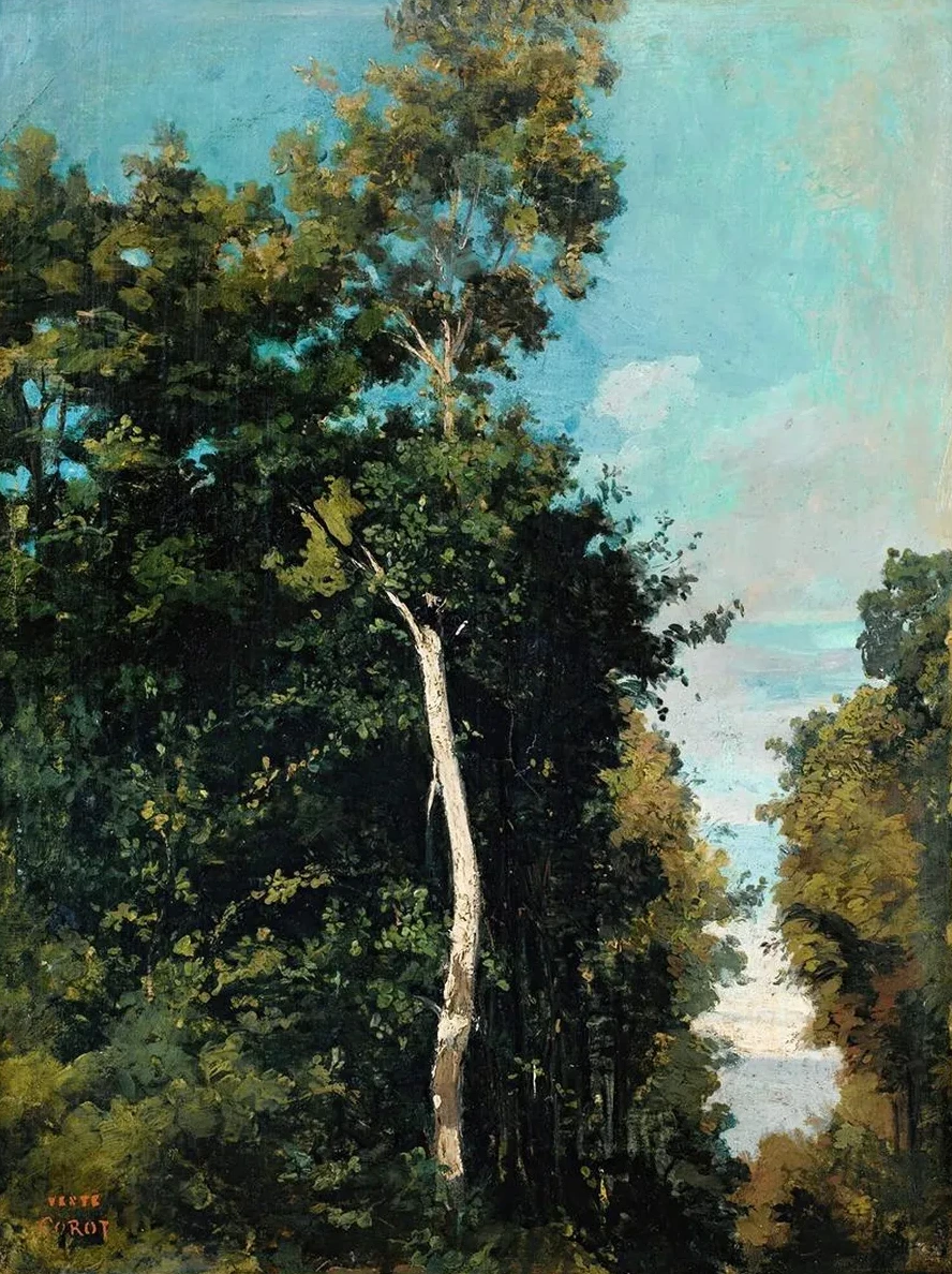 Forest On The Grace Coast In Honfleur