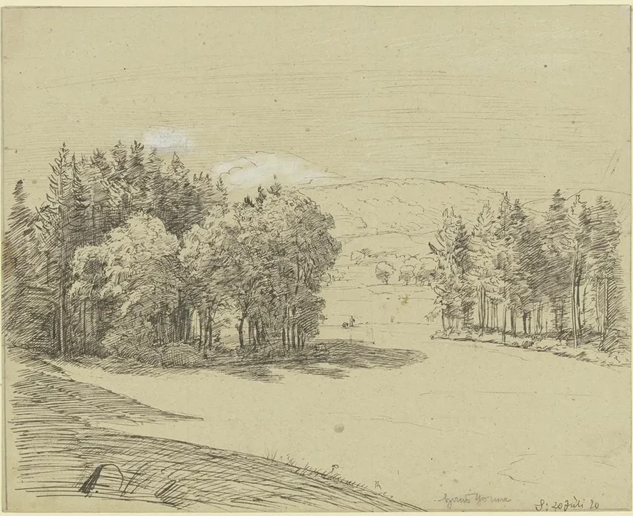 Forest Landscape