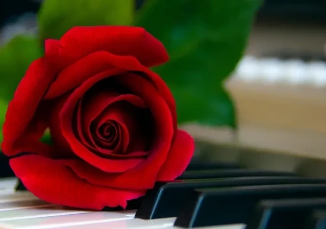 Fotoplakat Klaver Med Rose