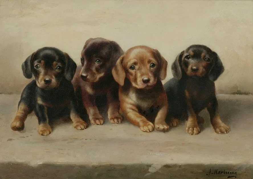 Four Dachshund Puppies