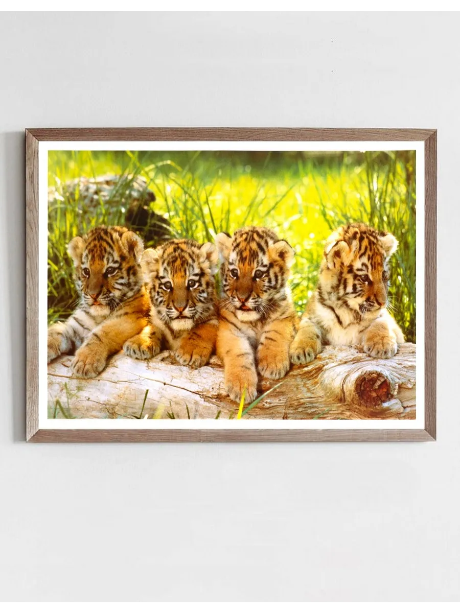Four Tiger Cubs