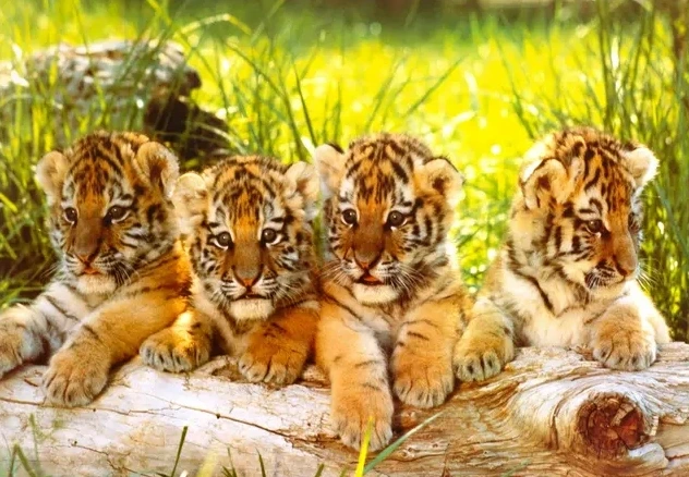 Four Tiger Cubs