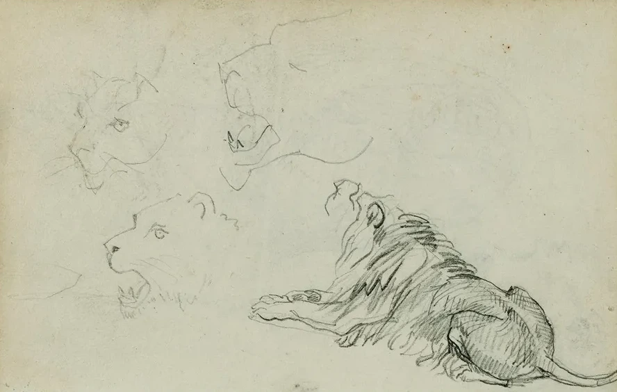 Four Lion Studies