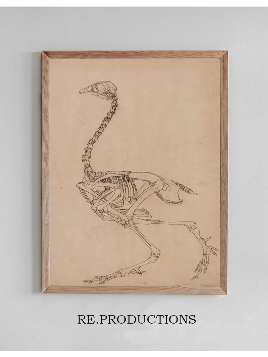 Fowl Skeleton, Lateral View