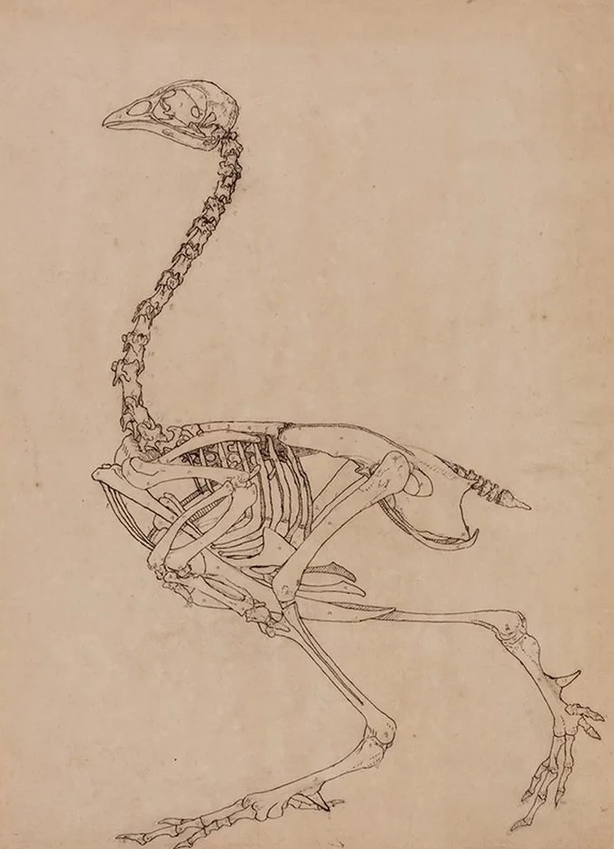Fowl Skeleton, Lateral View