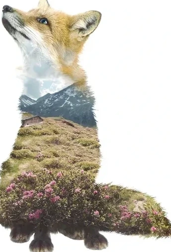 Fox