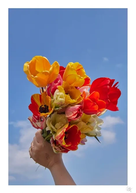 Free the Tulips