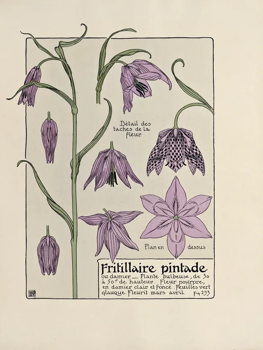Fritillaire Pintade