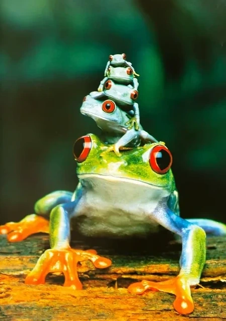 Frog Family