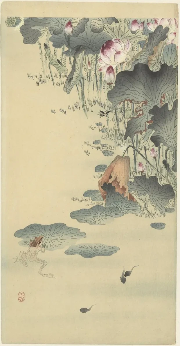 Frog and Tadpoles