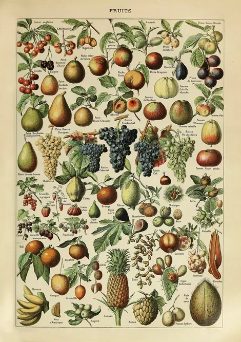 Fruits