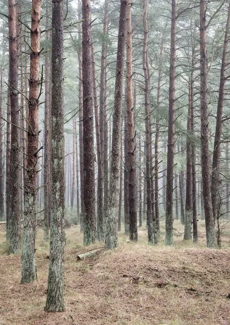 Fyrreskov