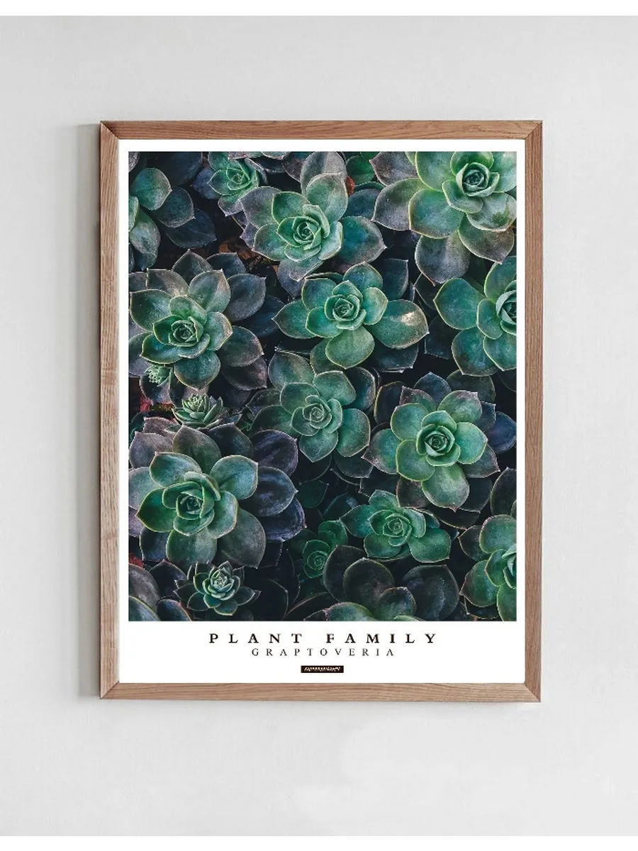Graptoveria