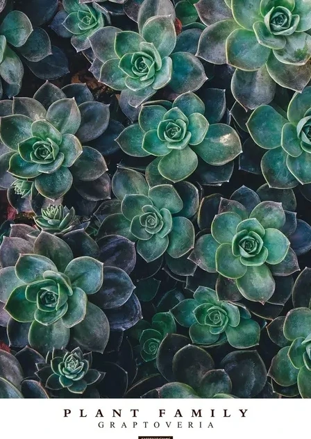 Graptoveria