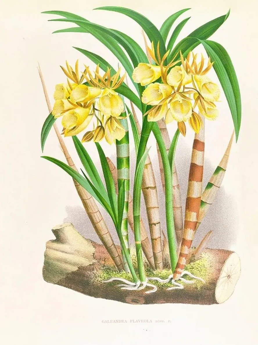 Galeandra Flaveola