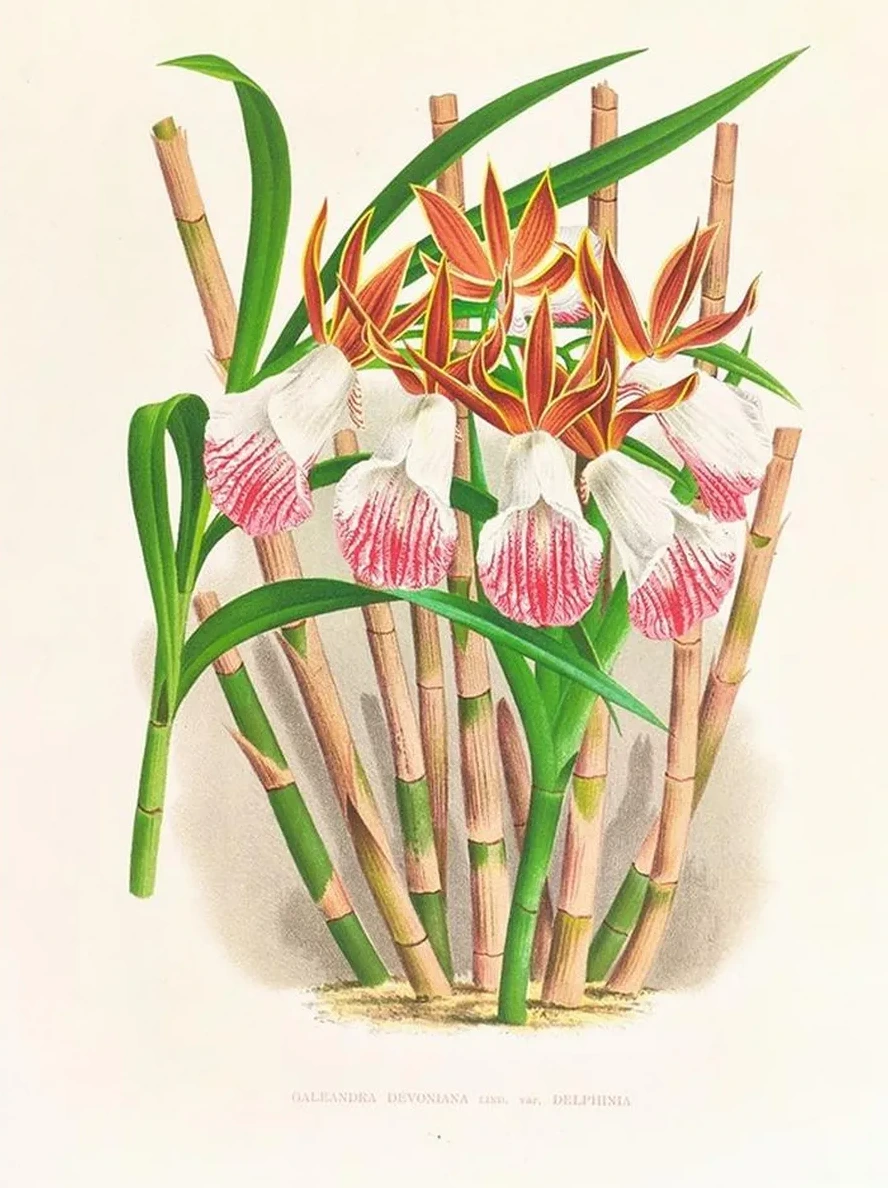 Galendra Devoniana