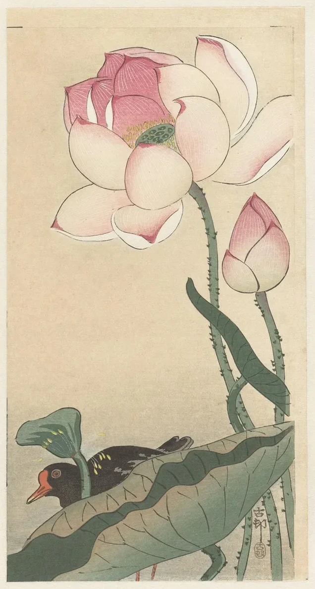 Gallinule with Lotus Flowers