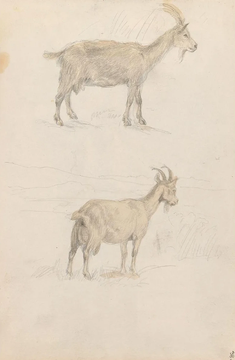 Geiter