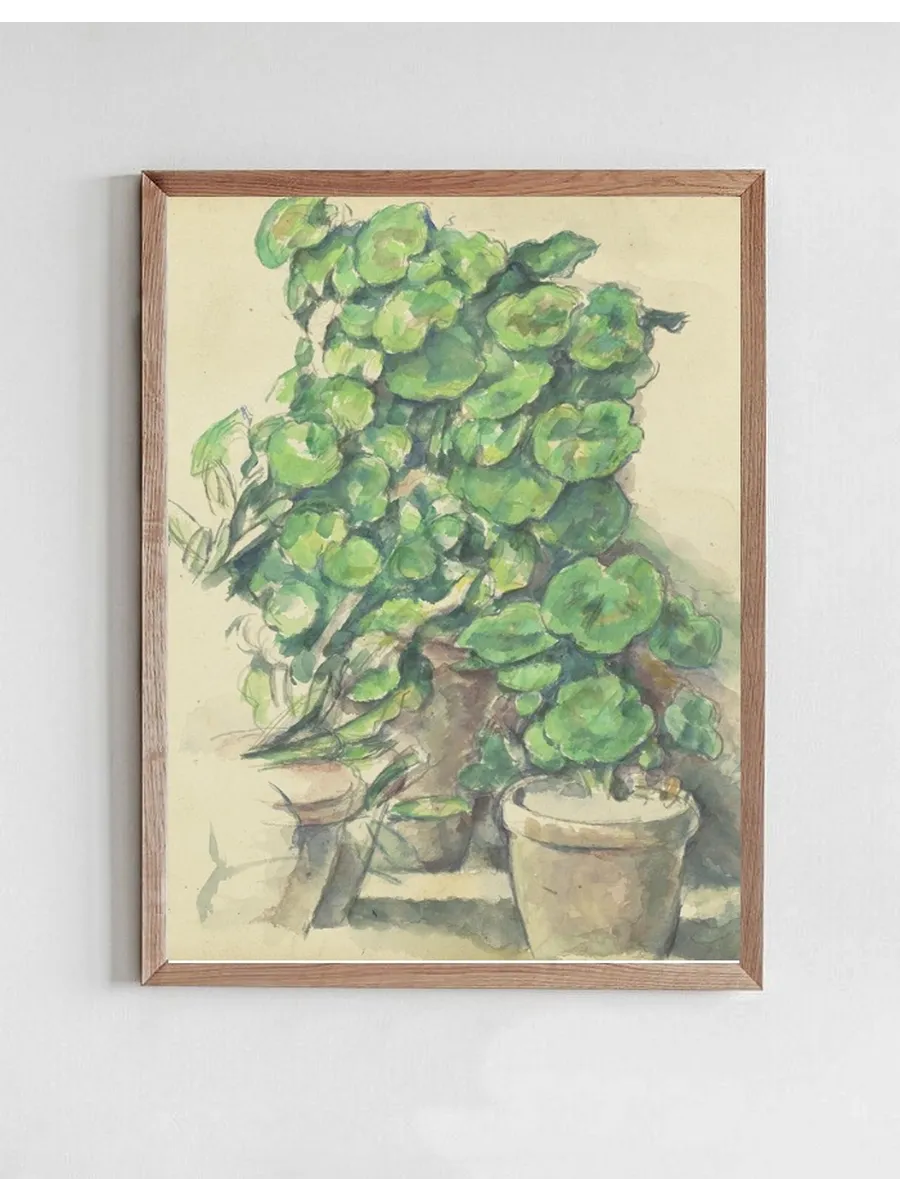 Geraniums