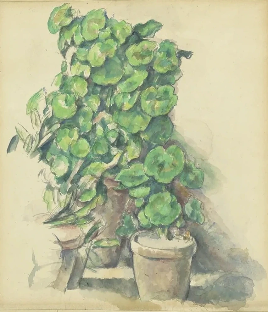 Geraniums