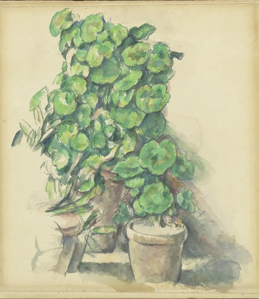 Geraniums