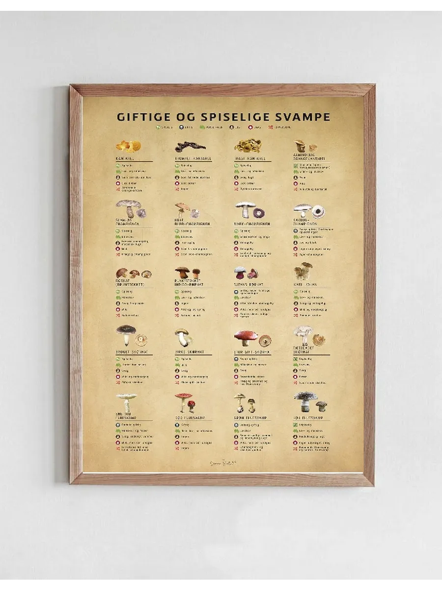 Giftige Og Spiselige Svampe, Papir
