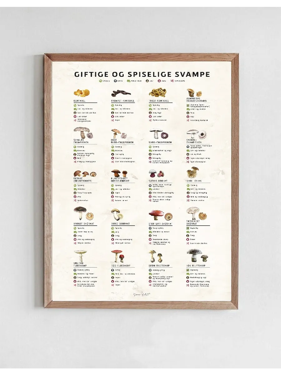 Giftige Og Spiselige Svampe, Sten