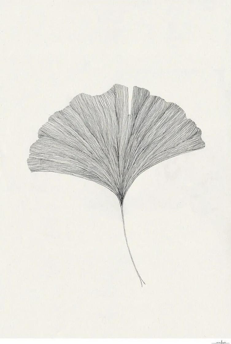 Ginkgo Leaf