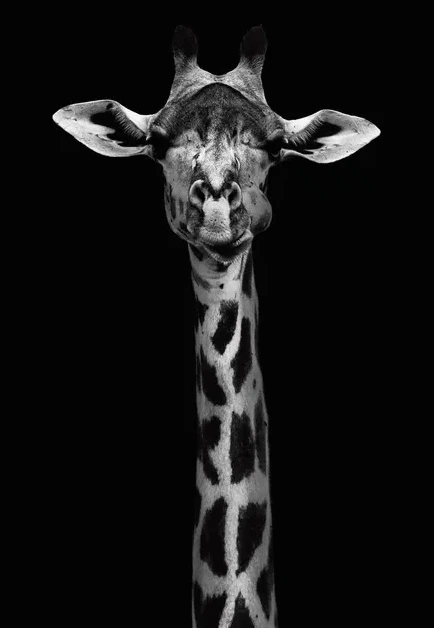 Giraffe Portrait
