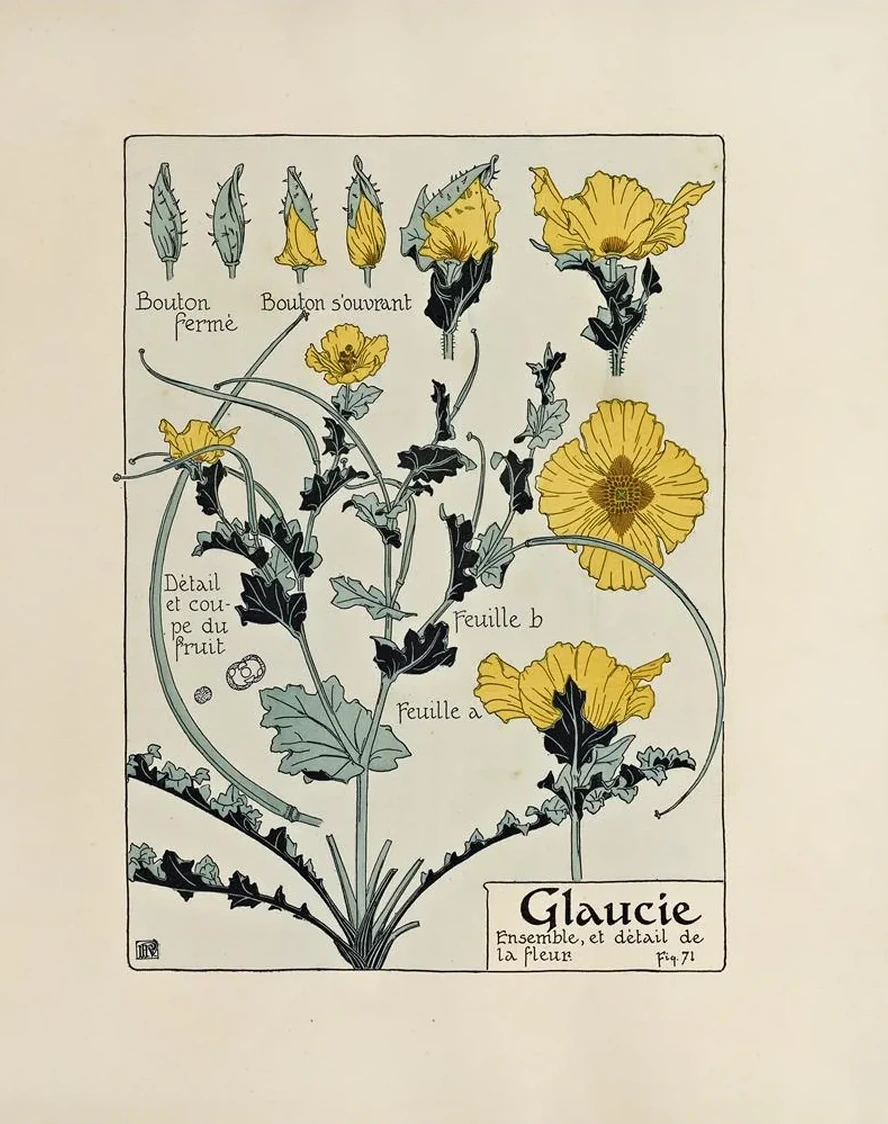 Glaucie