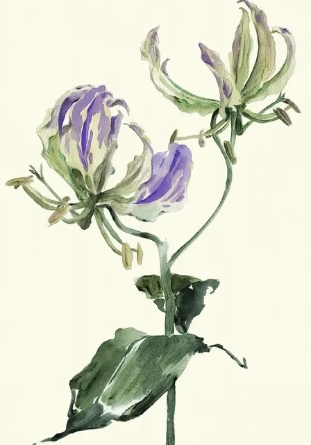 Gloriosa