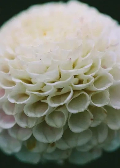 Glowing Pompon