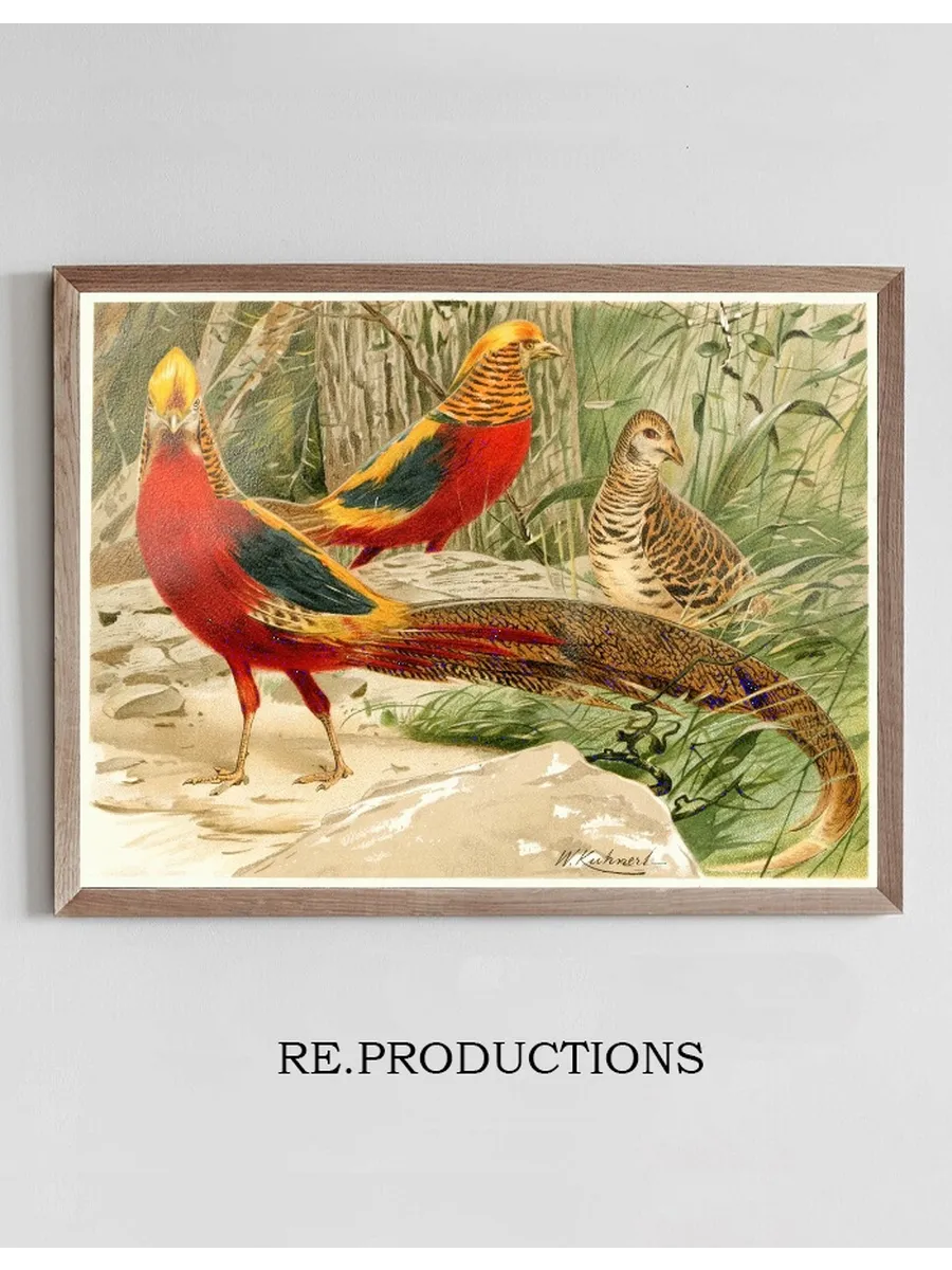 Golden Pheasants