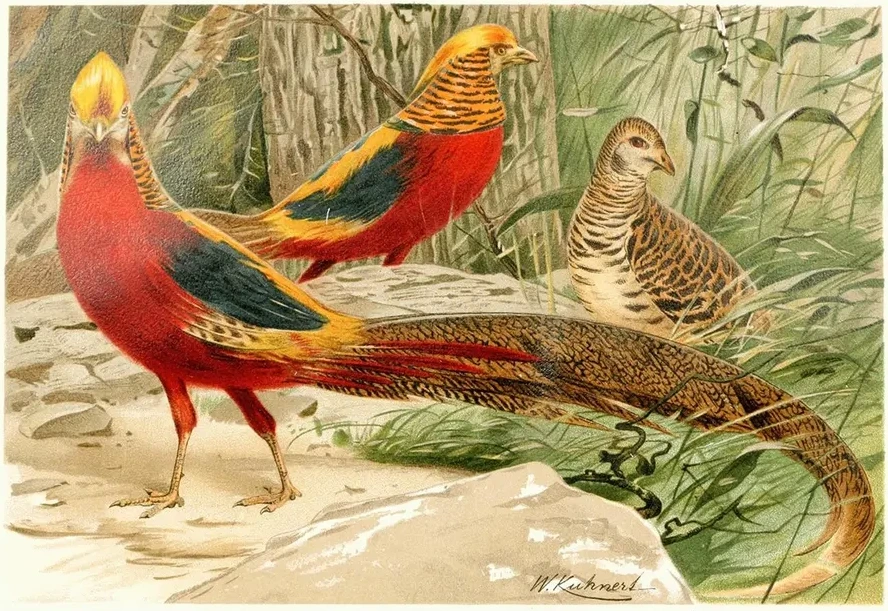 Golden Pheasants