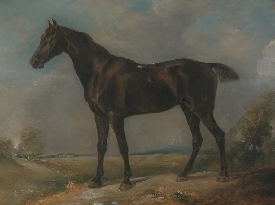 Golding Constable's Black Riding - Horse