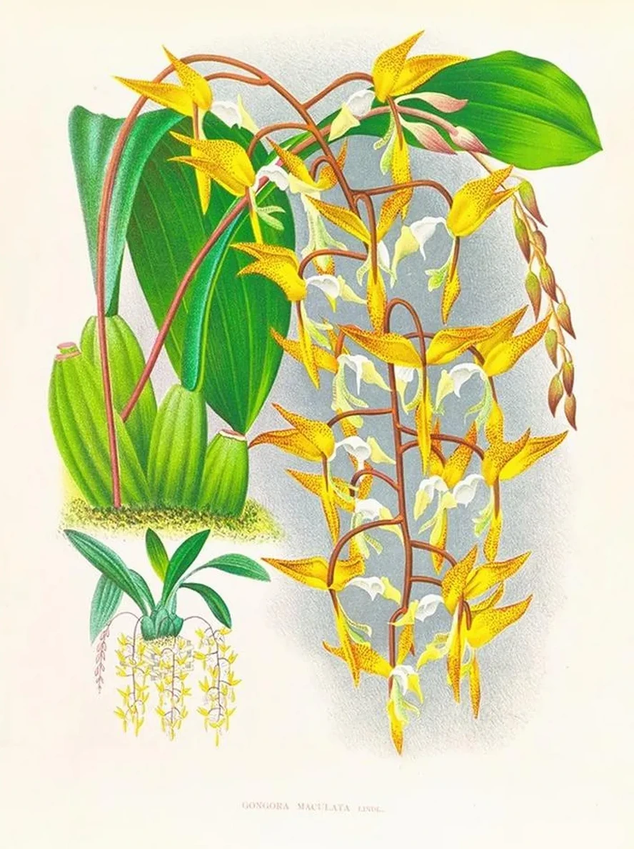 Gongora Maculata
