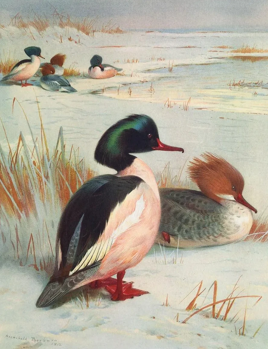 Goosander