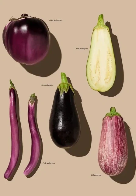 Gr Ntsager - Aubergine