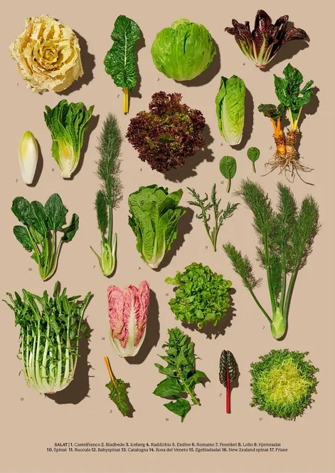 Gr ntsager - Salat