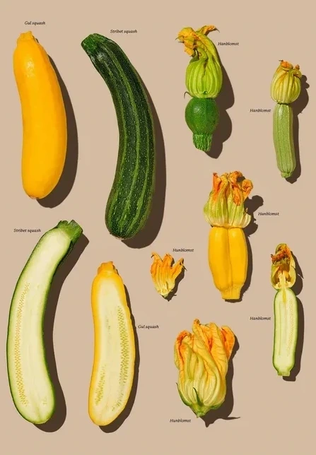 Gr ntsager - Squash